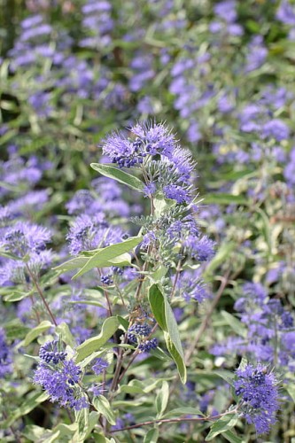 caryopteris-sterling-silver_1.jpg
