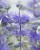 caryopteris-sterling-silver_2.jpg