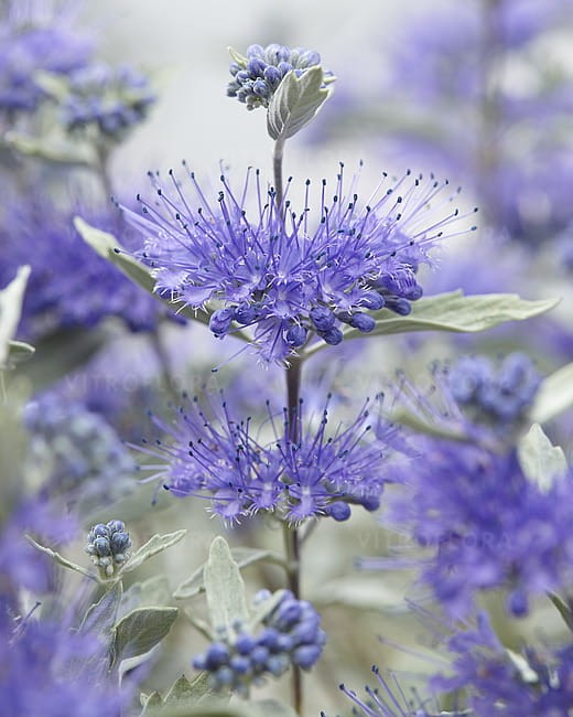 caryopteris-sterling-silver_2.jpg