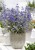 byliny-i-trawy_caryopteris-barbula_74818_2.jpg