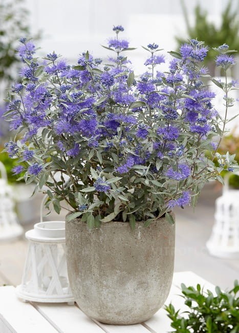 byliny-i-trawy_caryopteris-barbula_74818_2.jpg