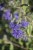 caryopteris-sterling-silver_4.jpg