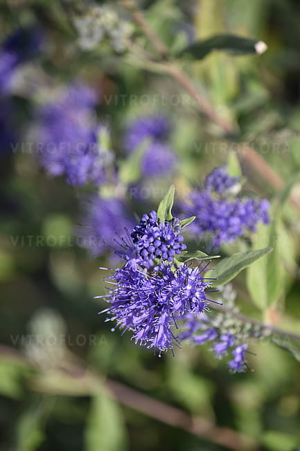 caryopteris-sterling-silver_4.jpg