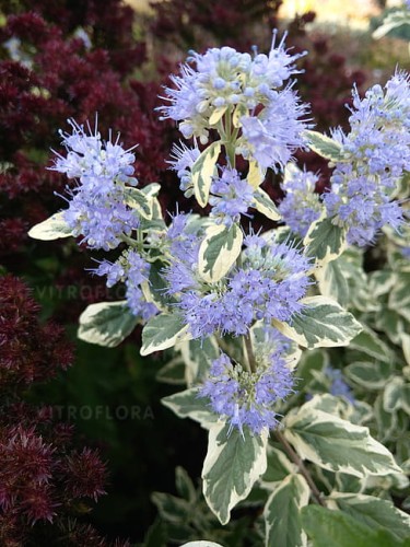 caryopteris-white-surprise_4.jpg