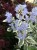 caryopteris-white-surprise_4.jpg