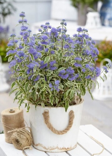byliny-i-trawy_caryopteris-barbula_71571_2.jpg