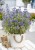 byliny-i-trawy_caryopteris-barbula_71571_2.jpg