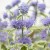 byliny-i-trawy_caryopteris-barbula_71571_1.jpg