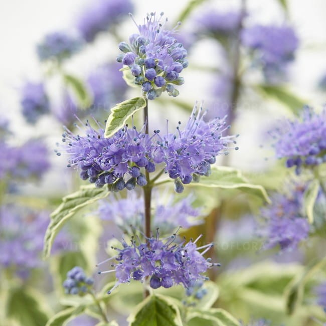 byliny-i-trawy_caryopteris-barbula_71571_1.jpg