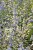 caryopteris-white-surprise_5.jpg