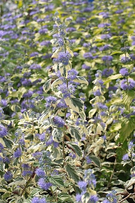 caryopteris-white-surprise_5.jpg