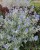 caryopteris-white-surprise_3.jpg