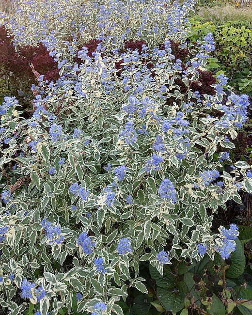 caryopteris-white-surprise_3.jpg