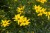 byliny-i-trawy_cverticillata-hybrids_72304_3.jpg