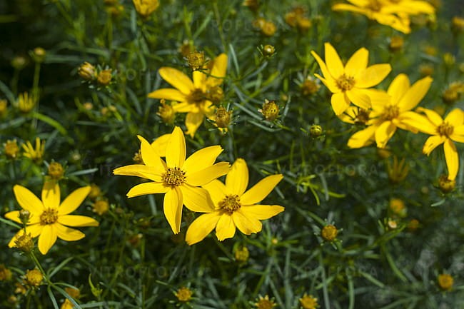 byliny-i-trawy_cverticillata-hybrids_72304_3.jpg
