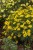 byliny-i-trawy_cverticillata-hybrids_72304_6.jpg