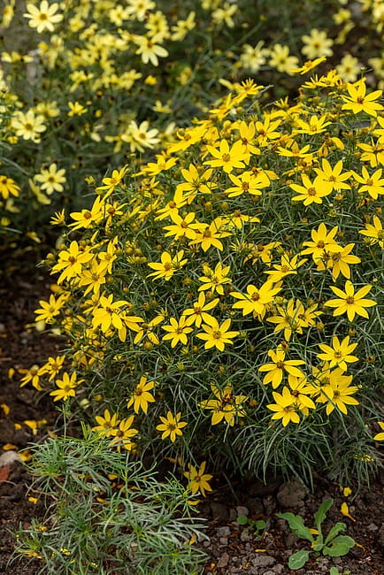 byliny-i-trawy_cverticillata-hybrids_72304_6.jpg