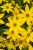 byliny-i-trawy_cverticillata-hybrids_72304_7.jpg