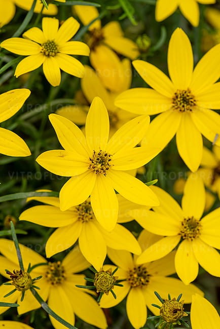 byliny-i-trawy_cverticillata-hybrids_72304_7.jpg