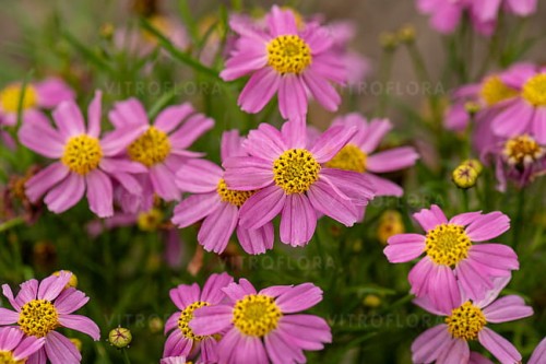 byliny-i-trawy_coreopsis_72305_1.jpg