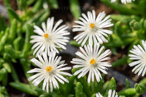 byliny-i-trawy_delosperma_77640_2.jpg