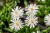 byliny-i-trawy_delosperma_77640_2.jpg