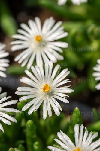byliny-i-trawy_delosperma_77640_1.jpg