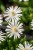 byliny-i-trawy_delosperma_77640_1.jpg