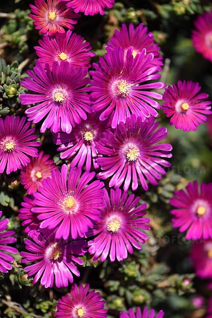 delosperma-sundella-neon_7.jpg