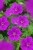 byliny-i-trawy_sanguineum_72021_3.jpg