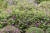 byliny-i-trawy_sanguineum_72021_5.jpg