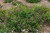byliny-i-trawy_sanguineum_72021_4.jpg