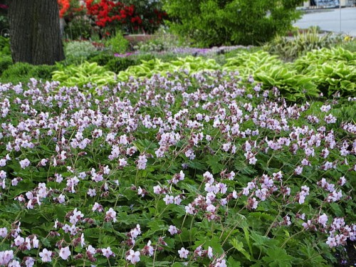 geranium-ingwersen_10.jpg