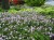 geranium-ingwersen_10.jpg