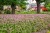 geranium-ingwersen_11.jpg