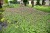 geranium-ingwersen_8.jpg