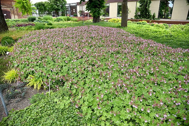 geranium-ingwersen_8.jpg