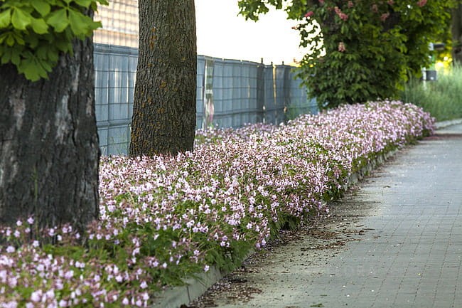 geranium-ingwersen_6.jpg