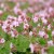 geranium-ingwersen_71115_2.jpg
