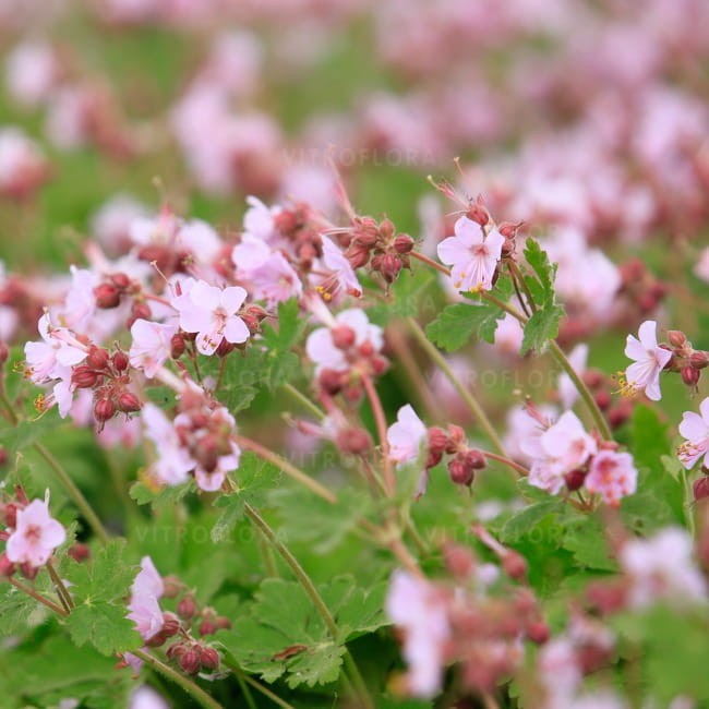 geranium-ingwersen_71115_2.jpg