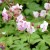 geranium-ingwersen_71115_1.jpg