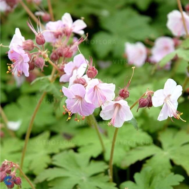 geranium-ingwersen_71115_1.jpg