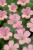 byliny-i-trawy_geranium_72075_1.jpg