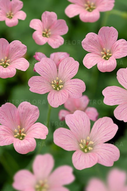 byliny-i-trawy_geranium_72075_1.jpg