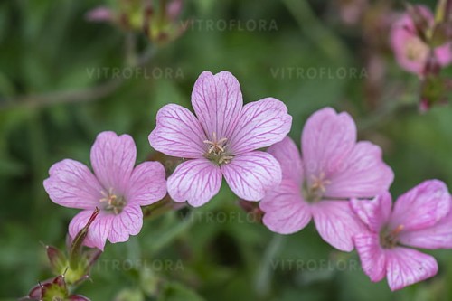 byliny-i-trawy_geranium_72075_4.jpg
