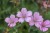 byliny-i-trawy_geranium_72075_4.jpg