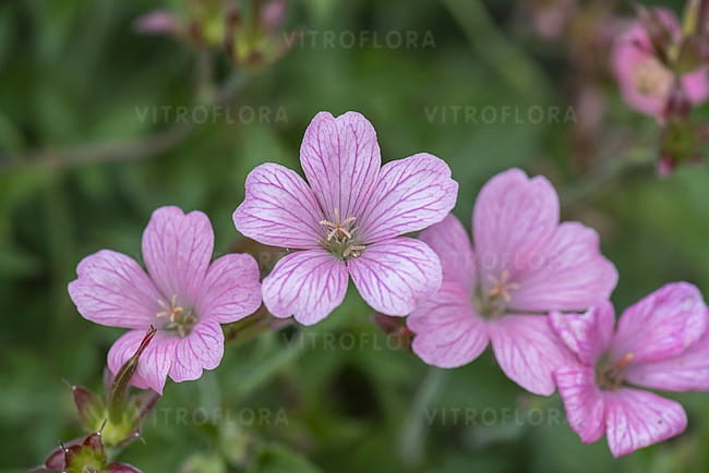byliny-i-trawy_geranium_72075_4.jpg