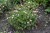 byliny-i-trawy_geranium_72075_3.jpg
