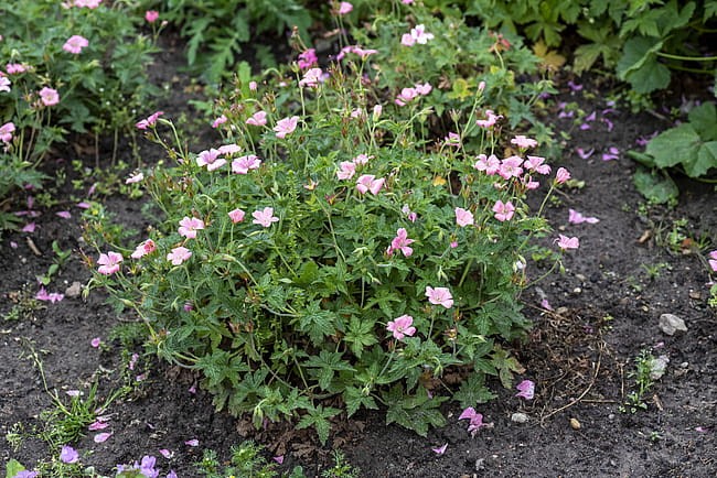 byliny-i-trawy_geranium_72075_3.jpg
