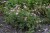 byliny-i-trawy_geranium_72075_2.jpg